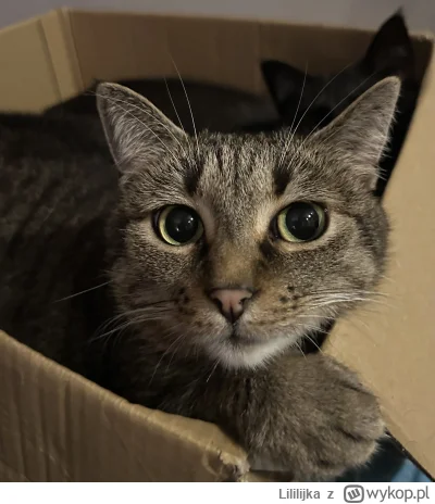 Lililijka - Miłej niedzieli! (｡◕‿‿◕｡) #lilikotki #pokazkota #koty #kitku