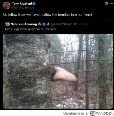 Gambardella - #zydkrecikorba