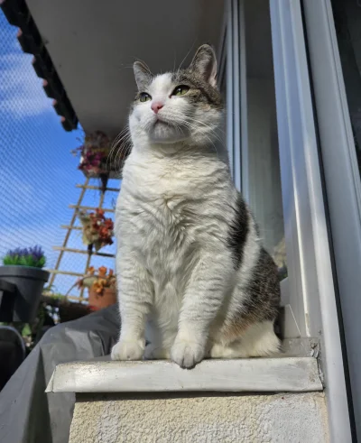 Solsith - #pokazkota #spaslak aktualizacja pogody: pizga ale chociaż jest słonko乁(♥ ʖ...