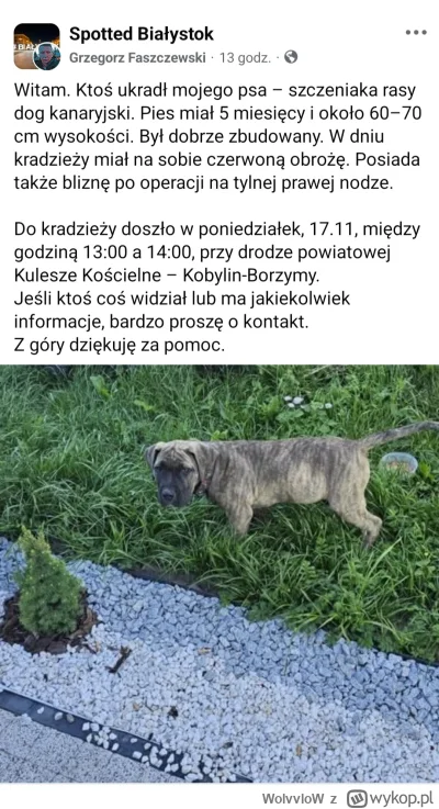 WolvvloW - komus pies rasy niebezpiecznej 40 kg lazil po ulicy
i zdziwiony, że się kt...