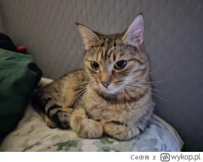 Cedrik - Czy Pchełeczka może plusika?

#pokazkota