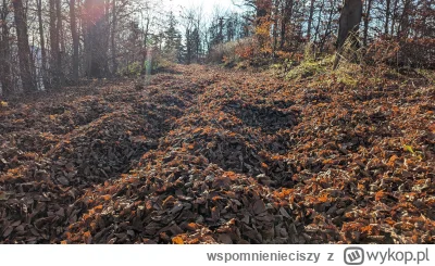 wspomnienieciszy - @obywatel_z: Czy na szlaku też miales liscie prawie do kolan? Norm...