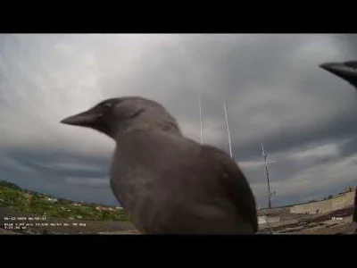 dktr - @chokysrocky: Ptaki lubią kamery, widać mają parcie na szkło. U mnie codzienni...