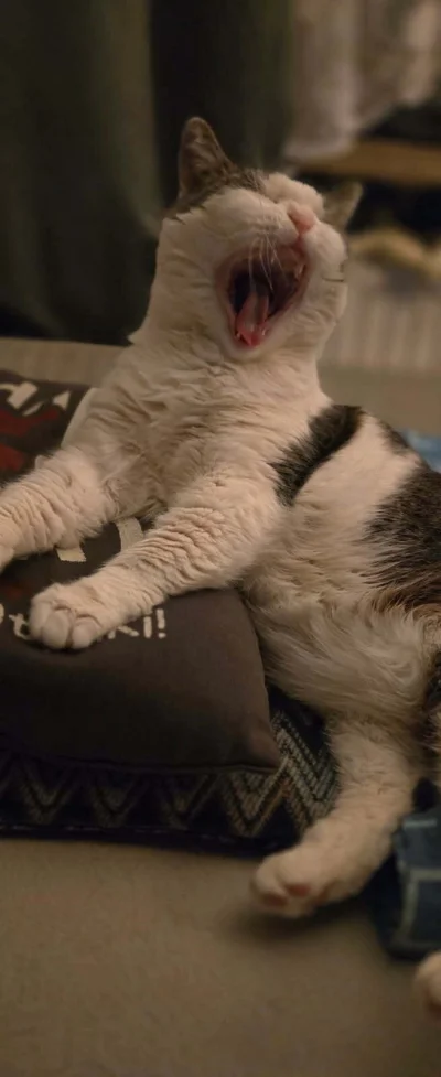 Solsith - @Solsith: kilo pasztetu( ͡° ͜ʖ ͡°)