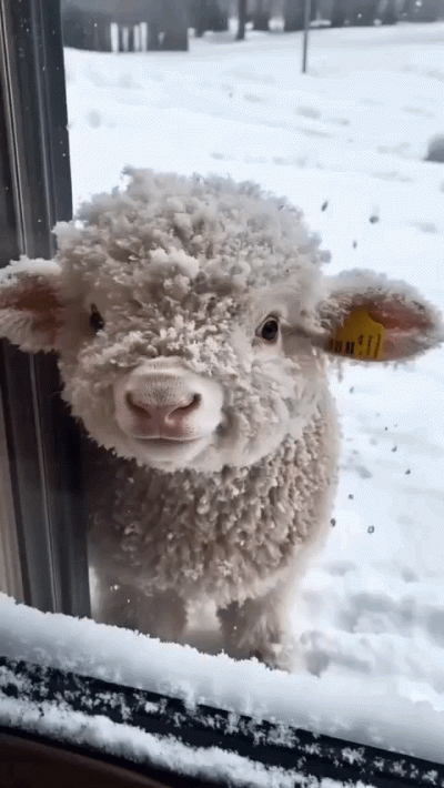 Noicozezebowniema - Ja dziś niespodziewanie wesoły. Ciekawe na jak długo