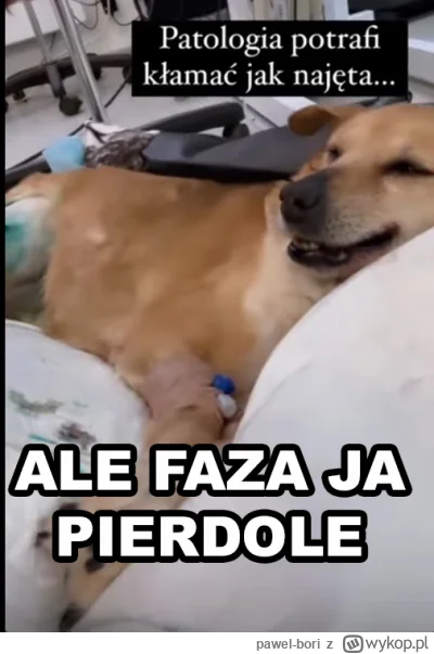 pawel-bori - #danielmagical