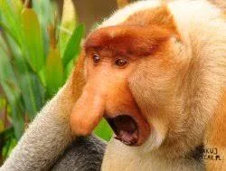 Misaka - @deletenomads: 
Największa afera RP - somsiad dostał, a ja nie.
"ILEEEEEEEEE...