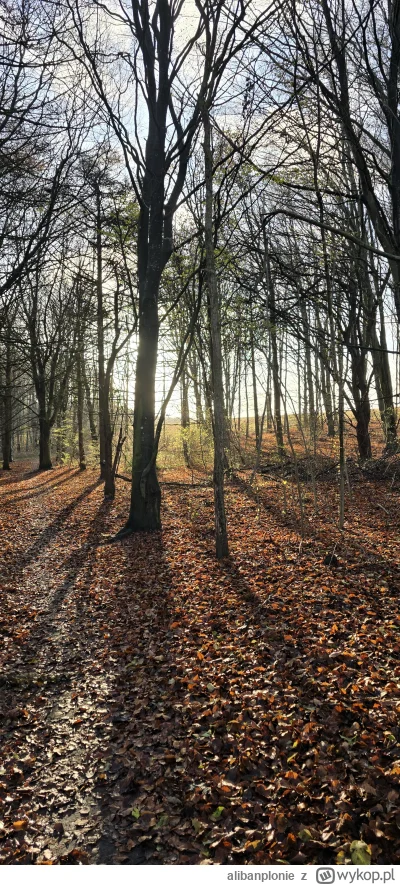 alibanplonie - Czuję się źle gdy widzę ludzi dookoła mnie.
#przegryw #spierdotrip