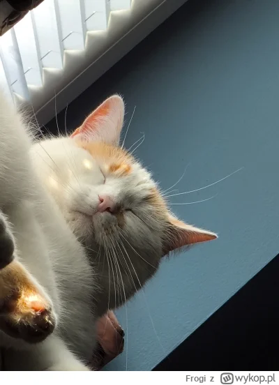 Frogi - Spaślak nic tylko śpi albo robi tour de mieszkanie o 4 nad ranem ( ͡º ͜ʖ͡º)

...