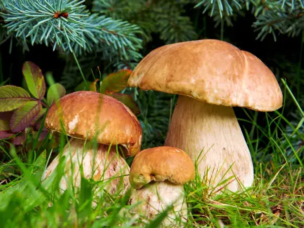 1X6D - CZY DZIŚ JEST NIEDZIELA GRZYBOWA?

Planujesz zbieranie grzybuw w niedzielę? Ot...