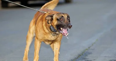 EndymionPP - Dałem psu polizać się w usta i regularnie dodaję jego g---o i sierść do ...