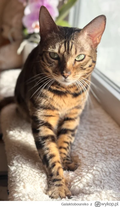 Galaktoboureko - O czym myśli kot ugniatający..?. #pokazkota #koty