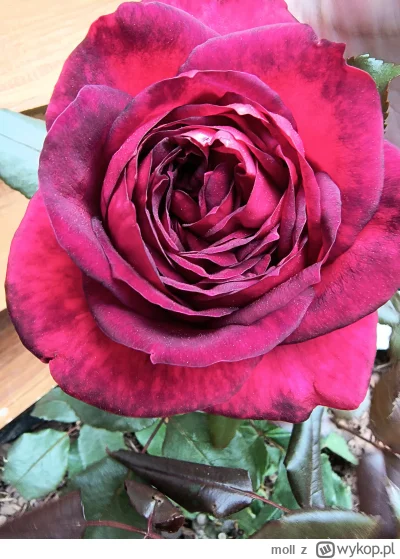 moll - Może i pogoda nie rozpieszcza, ale paczajcie jak mi ładnie róża rozkwitła!
#ch...