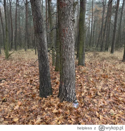 helpless - @vieveble: @Arbeiter Z laskiem na zdjęciu związana jest pewna smutna histo...