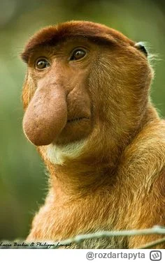 rozdartapyta - Ale żeby ekipa turecka była bardziej "europejska" od holandii to kto t...