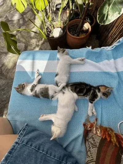 MichaelJackson - #koty