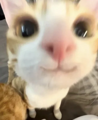 MyOwnWorstEnemy - Dziś moje #urodziny 
Pozdrawiam wszystkich cieplutko ( ͡° ᴥ ͡°)