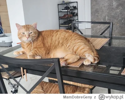 MamDobreGeny - Puszek okruszek 
#koty #pokazkota