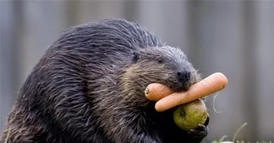 wfyokyga - Po kim bober taki chytry?