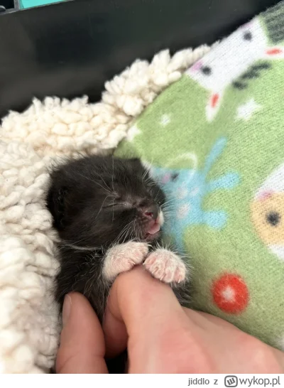 jiddlo - #hecat dzień dobry, informuję, żebyście przygotowali się na wielki dzień. I ...