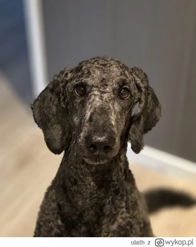 ulath - W końcu Benek wybrał się do fryzjera
#pokazpsa