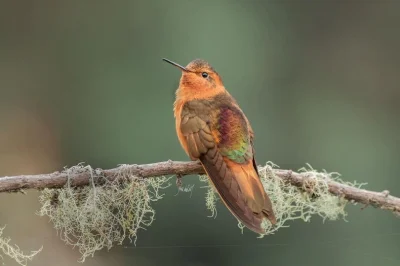 Lifelike - Iskrzyk płomienny (Aglaeactis cupripennis)
Autor
#photoexplorer #fotografi...