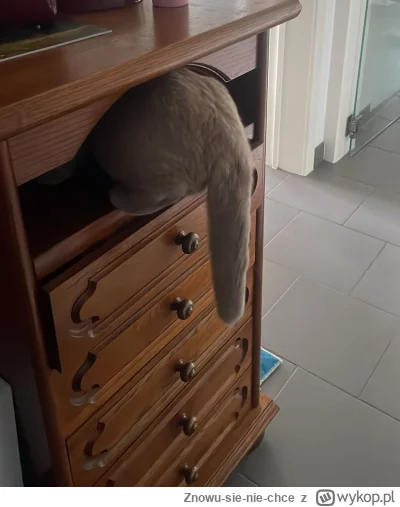 Znowu-sie-nie-chce - @downton teraz chcę piątego kotka xD