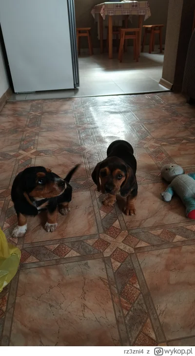 rz3zni4 - @rz3zni4: Od połowy lipca trochę urosły :)