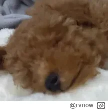 rvnow - Mam pudla miniaturowego w 10 tygodniu. Szukam jakościowych smaczków treningow...