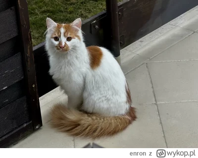 enron - Różne widywałem #koteczkizprzypadku - ale że taka piękność nas odwiedzi to si...