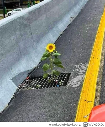 winokobietyiwykop - #debata #zandberg

Adrian Zandberg wznosi się 5m ponad to barachł...