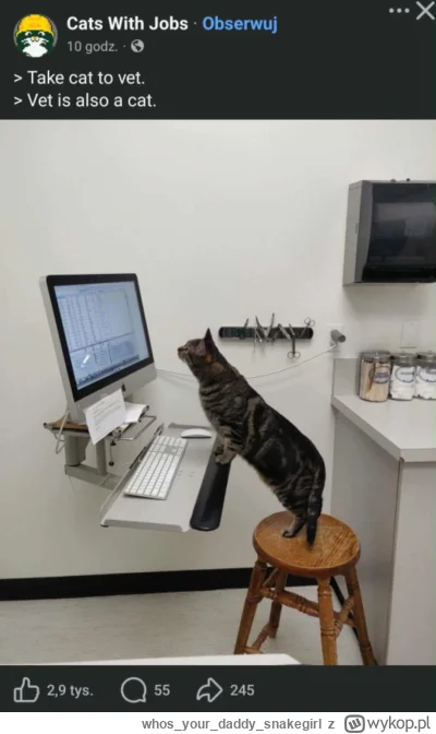 whosyourdaddy_snakegirl - #zlodziejskiewybryki #koty #kitku #kot