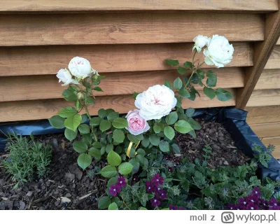 moll - Nareszcie się doczekałam. Ostatni krzaczek w pergoli zakwitł 乁(♥ ʖ̯♥)ㄏ

#roze ...