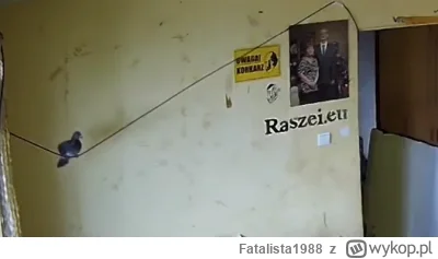 Fatalista1988 - #danielmagical #patostreamy #raszei #chlopakizraszei