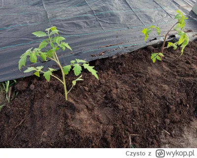 Czysto - #pomidory #ogrodnictwo Pierwsi ochotnicy wywaleni pod chmurkę (⌐ ͡■ ͜ʖ ͡■)