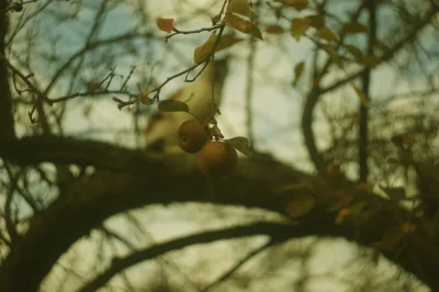 koralowiecc - #fotografia #tworczoscwlasna