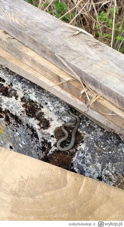 sokytsinolop - @sokytsinolop: