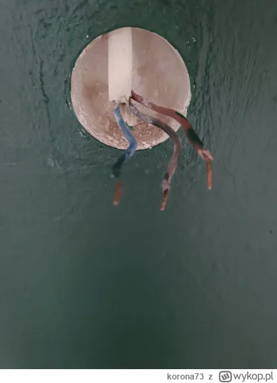 korona73 - Podłączam włącznik światła z dwoma przyciskami. Prąd jest w brązowym i cza...