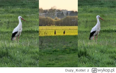 Duzy_Kotlet - Kurczę, co ten algorytm to ja nie. Czemu to wygląda jak wklejone. Fakt,...