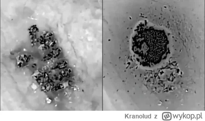 Kranolud - Niszczenie bakterii Salmonella Kacapis za pomocą antybiotyku z termobarycz...