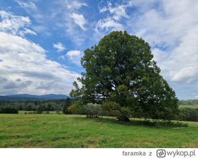 faramka - Lipa w Beniowej

#bieszczady #gory