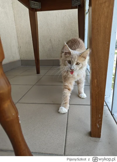 PijanySzkot - #pokazkota #kot Ziew (｡◕‿‿◕｡)