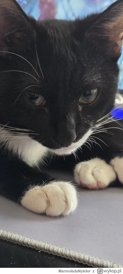 MarmoladaNykilor - #pchelkafanclub #kot