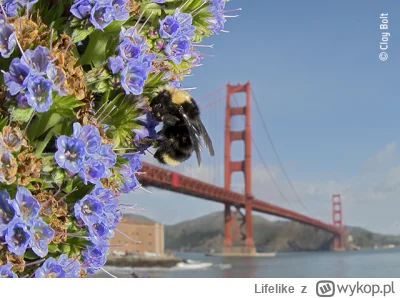Lifelike - Bombus vosnesenskii na tle mostu Golden Gate w San Francisco
Bombus to  ro...