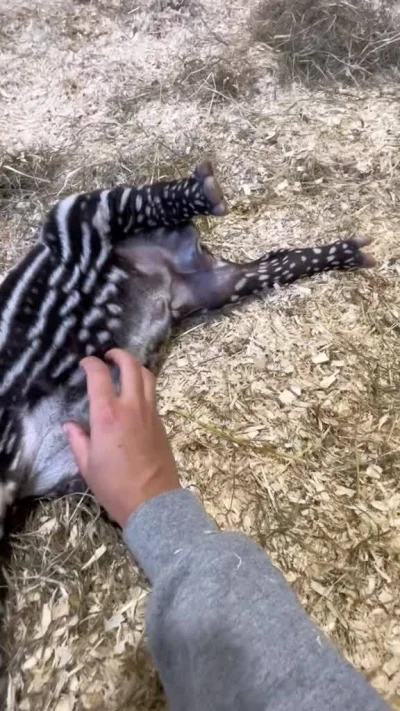 Deykun - #smiesznypiesek #zwierzaczki #tapir &źródło