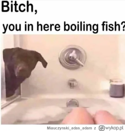 Miauczynskiadasadam - Dawno nie było 

#psiarze #piesel