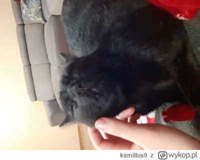 kamillus9 - @kamillus9: