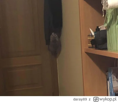 daray89 - #codziennykotopetany #dziwnekotki