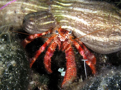 dywergent - ja normalny prosty krab pustelnik z wlasna rafa koralowa, nigdy nie szczy...