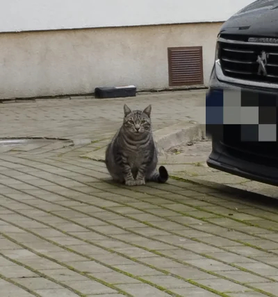 Wewnetrzny_Recenzent - #kitku #kitkuzprzypadku #kotek #koteczkizprzypadku